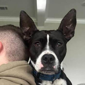Boston Terrier and French Bulldog Dogs Available for Adoption in Niagara Falls, Ontario - Sweet Lyla (20260528-02) | PetCurious
