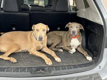 Bailey & Bubba -  Mixed Breed and American Staffordshire Terrier Dog for Adoption in Albuquerque, New Mexico - Bailey & Bubba | PetCurious