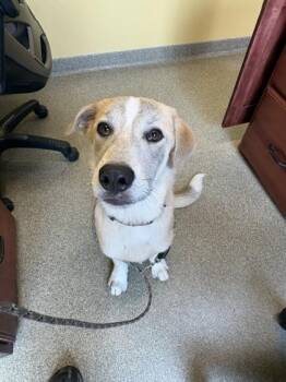 Jackson -  Labrador Retriever and Mixed Breed Dog for Adoption in Pequot Lakes, Minnesota - Jackson | PetCurious