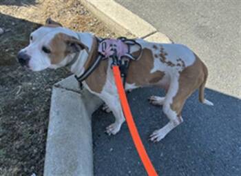 BELLA -  Pit Bull Terrier Dog for Adoption in Martinez, California - BELLA | PetCurious