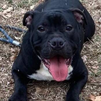 Arlo Barkley -  Boxer Dog for Adoption in Andover, Massachusetts - Arlo Barkley | PetCurious