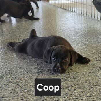 Coop -  Bluetick Coonhound and Pit Bull Terrier Dog for Adoption in Chesapeake, Virginia - Coop | PetCurious