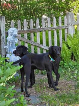 Rescue Weimaraner and Catahoula Leopard Dog Dogs for Adoption in Hoboken, New Jersey - Missy | PetCurious