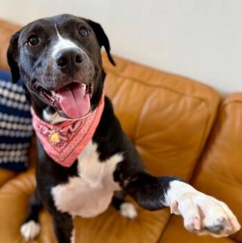 Pit Bull Terrier and Black Labrador Retriever Dogs Available for Adoption - Zelda True Hearted Family Girl | PetCurious
