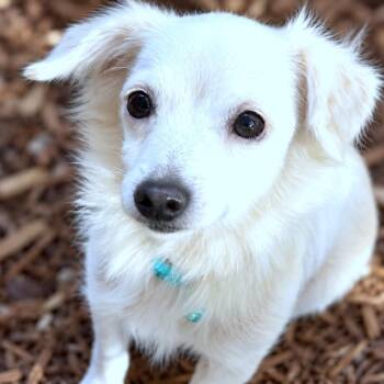 Doris -  Chihuahua Dog for Adoption in Boerne, Texas - Doris | PetCurious
