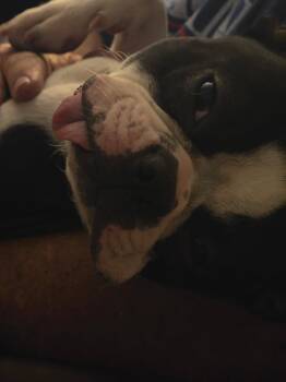 Boston Terrier Dogs Available for Adoption in Van Vleck, Texas - Pluto | PetCurious