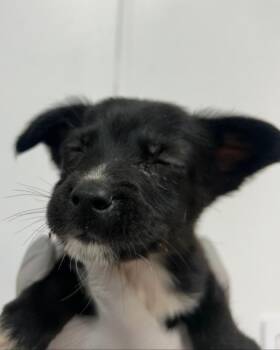 Winter (Wx6) -  Terrier Dog Available for Adoption in Hartsville, South Carolina - Winter (Wx6) | PetCurious