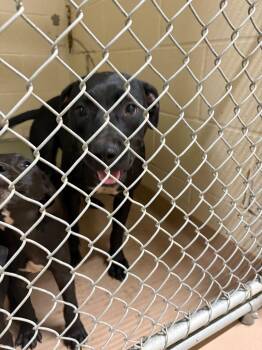 Duskie -  Pit Bull Terrier Dog for Adoption in Nacogdoches, Texas - Duskie | PetCurious