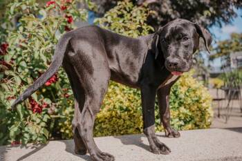 Labrador Retriever and Great Dane Dogs Available for Adoption in Newberg, Oregon - Luke Duke | PetCurious