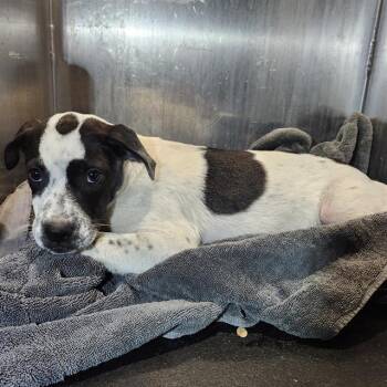 PEPPER -  Australian Cattle Dog Blue Heeler and Mixed Breed Dog for Adoption in San Antonio, Texas - PEPPER | PetCurious
