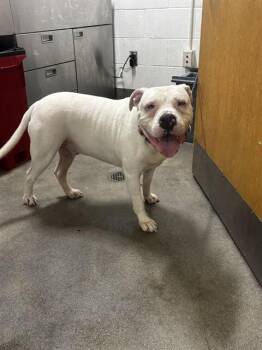 GLACIER -  American Bulldog Dog for Adoption - GLACIER | PetCurious