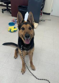 German Shepherd Dog Dogs Available for Adoption in Clayton, New Jersey - JT Realmuto | PetCurious