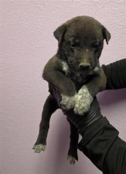 61621428 -  Shepherd and Mixed Breed Dog for Adoption in El Paso, Texas - 61621428 | PetCurious