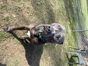 Mixed Breed Dogs Available for Adoption - Odin | PetCurious