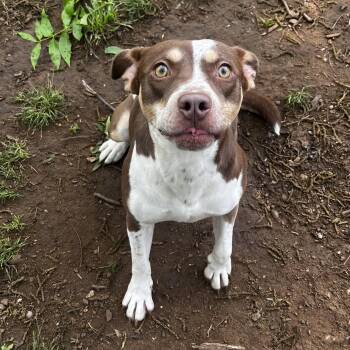 Catahoula Leopard Dog Dogs Available for Adoption in Pottsboro, Texas - Juju | PetCurious