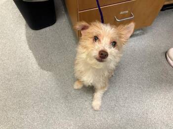 Cairn Terrier and Poodle Dogs Available for Adoption in Tustin, California - SPLITTER | PetCurious