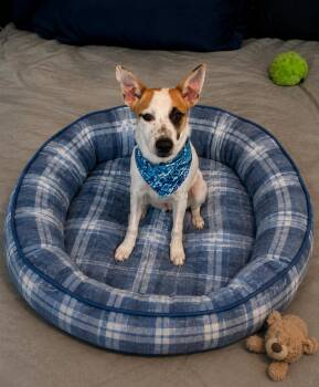 Huckleberry -  Smooth Fox Terrier and Toy Fox Terrier Dog for Adoption in Mount Laurel Township, New Jersey - Huckleberry | PetCurious