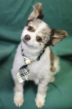 Pomeranian Dogs Available for Adoption - Goosey In NH! Come Meet Our Adoptable Dogs Wednesday-Saturday. M | PetCurious