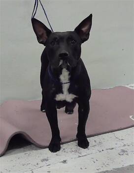 Rescue Staffordshire Bull Terrier and Mixed Breed Dogs for Adoption in Houston, Texas - PEACH | PetCurious