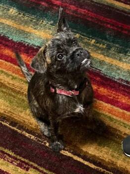 Rescue Terrier Dogs for Adoption in Fort Worth, Texas - Pumpkin | PetCurious