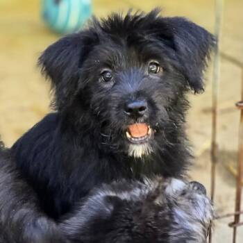 Patty (P Litter -  Poodle and Mixed Breed Dog for Adoption - Patty (P Litter | PetCurious