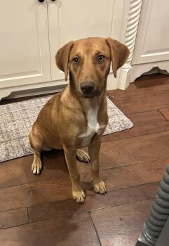 Ninny -  Beagle and Basset Hound Dog for Adoption in Spring City, Pennsylvania - Ninny | PetCurious