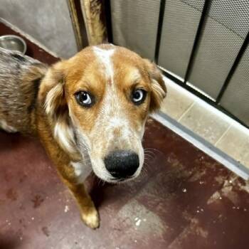 Ozzie -  Mixed Breed and Australian Shepherd Dog for Adoption in Poplar Bluff, Missouri - Ozzie | PetCurious