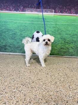 TRAVIS -  Maltese Dog for Adoption in Doral, Florida - TRAVIS | PetCurious
