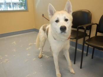 Akita and Mixed Breed Dogs Available for Adoption in San Jose, California - TUCKER | PetCurious