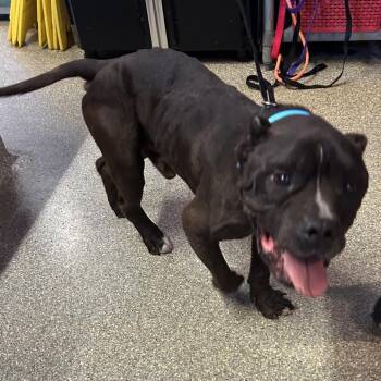 Toro -  Pit Bull Terrier Dog for Adoption in San Gabriel, California - Toro | PetCurious