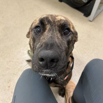 Padme -  Mixed Breed Dog for Adoption in Lynchburg, Virginia - Padme | PetCurious