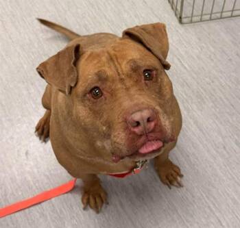 Pit Bull Terrier Dogs Available for Adoption in Colorado Springs, Colorado - BRUCE | PetCurious