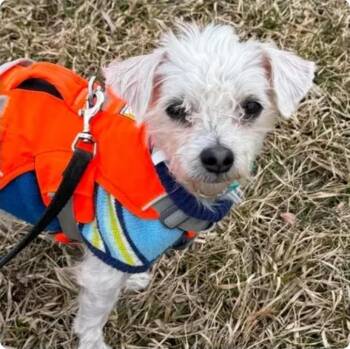 Bear -  Maltese and Yorkie Poo Dog for Adoption in Toronto, Ontario - Bear | PetCurious