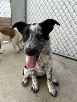Australian Cattle Dog Blue Heeler Dogs Available for Adoption in Altoona, Pennsylvania - Maura | PetCurious