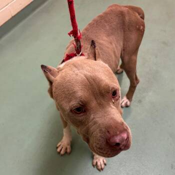 Greer -  Mixed Breed Dog for Adoption in Memphis, Tennessee - Greer | PetCurious