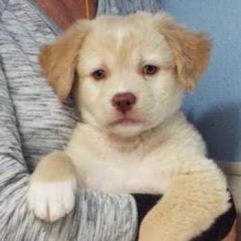 Mixed Breed Dogs Available for Adoption - Lincoln | PetCurious