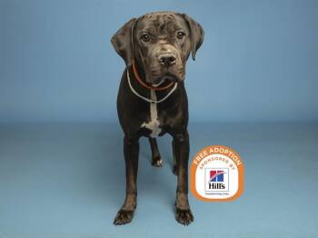 BEANIE BABY -  American Staffordshire Terrier and Cane Corso Dog for Adoption in Phoenix, Arizona - BEANIE BABY | PetCurious