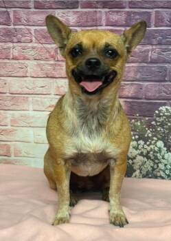 Gracie -  Chihuahua Dog for Adoption in Sedalia, Colorado - Gracie | PetCurious
