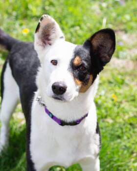 Kubota -  Australian Cattle Dog Blue Heeler Dog for Adoption in Sunbright, Tennessee - Kubota | PetCurious