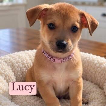Lucy -  Chiweenie Dog for Adoption in Crosby, Texas - Lucy | PetCurious