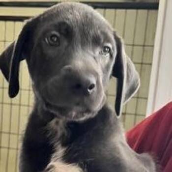 Damon *available off-site 10/4 -  Collie and Labrador Retriever Dog for Adoption in Briarcliff Manor, New York - Damon *available Off-site 10/4 | PetCurious