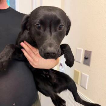 Woody -  Black Labrador Retriever Dog for Adoption in Weaverville, California - Woody | PetCurious