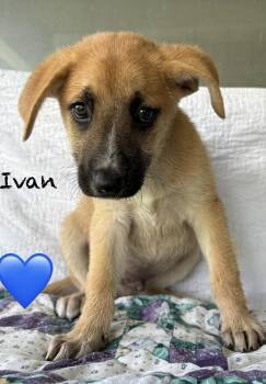 Shepherd Dogs Available for Adoption in Brewster, New York - Ivan (I Pups) | PetCurious