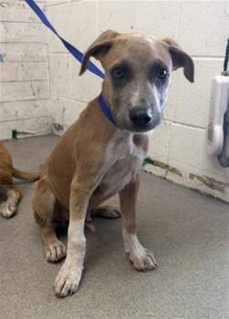 CHOCO -  Carolina Dog and Mixed Breed Dog for Adoption in San Bernardino, California - CHOCO | PetCurious