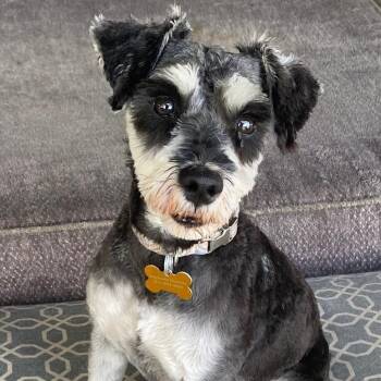 OSCAR -  Miniature Schnauzer Dog for Adoption in Loveland, Colorado - OSCAR | PetCurious