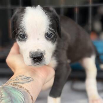 Pit Bull Terrier Dogs Available for Adoption in Columbia, South Carolina - Lubriderm | PetCurious