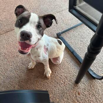Sierra -  American Bulldog Dog for Adoption in Brentwood, Tennessee - Sierra | PetCurious