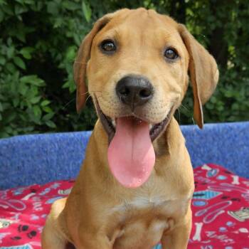 Mixed Breed Dogs Available for Adoption in Pelham, New Hampshire - Tangelo | PetCurious