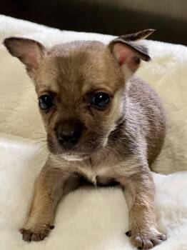Wee Willie -  Chihuahua Dog for Adoption in Lakemont, Georgia - Wee Willie | PetCurious