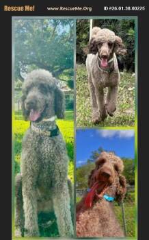 Poodle Dogs Available for Adoption in Boca Raton, Florida - Latke | PetCurious
